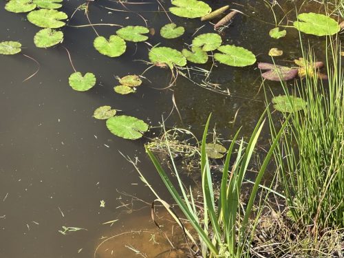 24A3620E-7F7D-4C02-8803-99FEAF141349_1_105_c