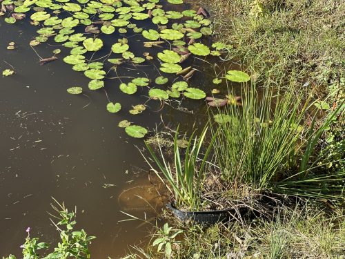 6FA9CF75-E5F4-44B9-AC5D-F52AA63F8CA7_1_105_c