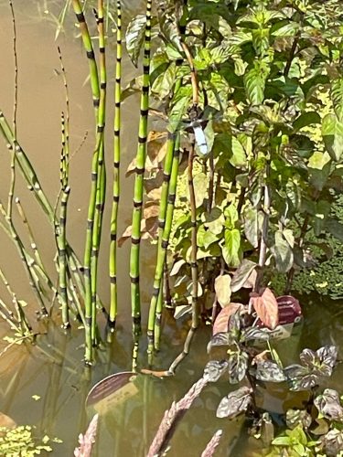 78903D26-D3C6-4140-9010-399E87776E5C_1_105_c