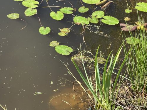 93DB3546-E4A0-4073-9F98-25AECACF8067_1_105_c