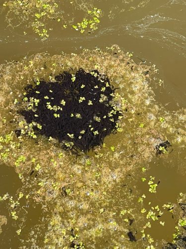 BA03A197-339B-49FA-8C37-0FFB4D75B312_1_105_c