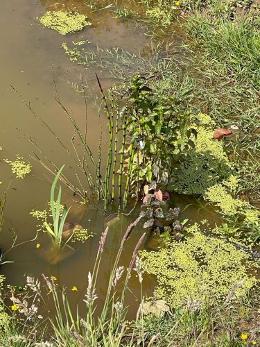 FD030D5D-EFDB-4797-8439-777322C154C9_1_105_c