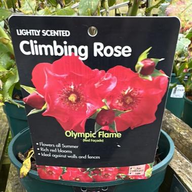 Climbing Rose - Olympic Flame