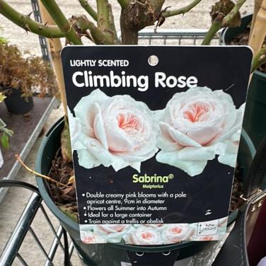 Climbing Rose - Sabrina