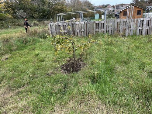 Donated apple tree with strimming happening in the background