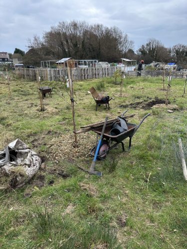 All the trees mulched