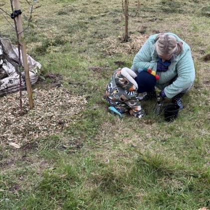 Planting daffodils in the mini orchard