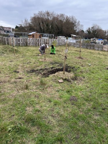 Planting bulbs in the mini orchard